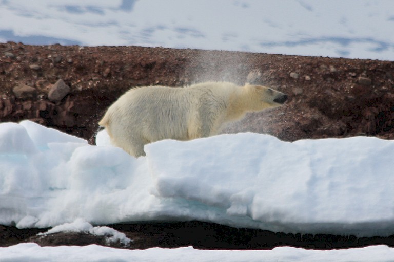 Ijsbeer die net aan land komt in de Liefdefjord, Spitsbergen.