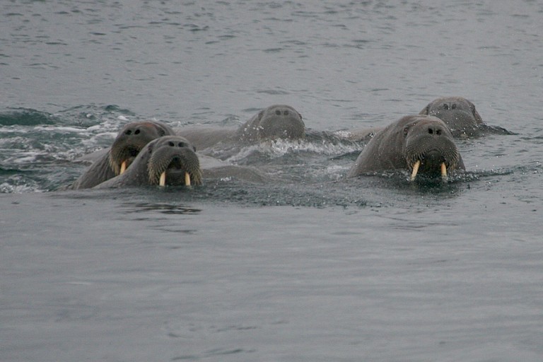Zwemmende walrussen in de omgeving van Moffen, Spitsbergen.