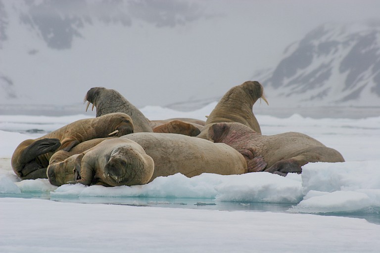 Walrussen op het ijs bij Noord-Spitsbergen.