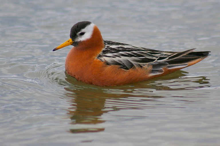 Rosse franjepoot in zomerkleed, Spitsbergen.