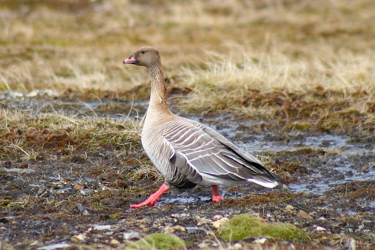 Kleine rietgans op de toendra van Alkhornet, Spitsbergen.