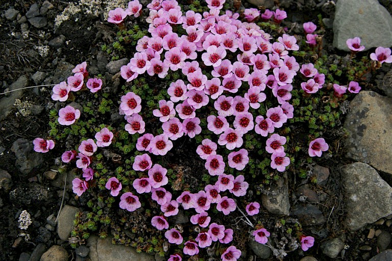 Zuiltjessteenbreek is een van de eerste planten die bloeit op Spitsbergen.