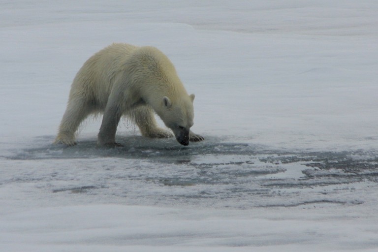IJsbeer op het pakijs op zoek naar zeehonden. Spitsbergen.