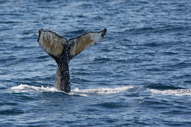 Onderduikende Bultrug in de Krossfjord, Spitsbergen.