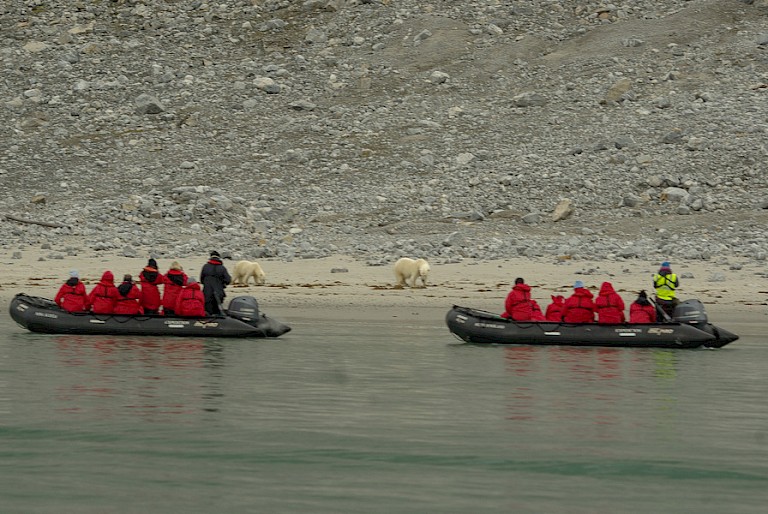 IJsberen op het strand. Zodiactocht, Spitsbergen.