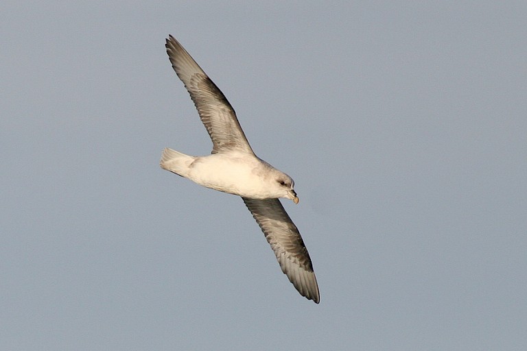 Noordse stormvogel.