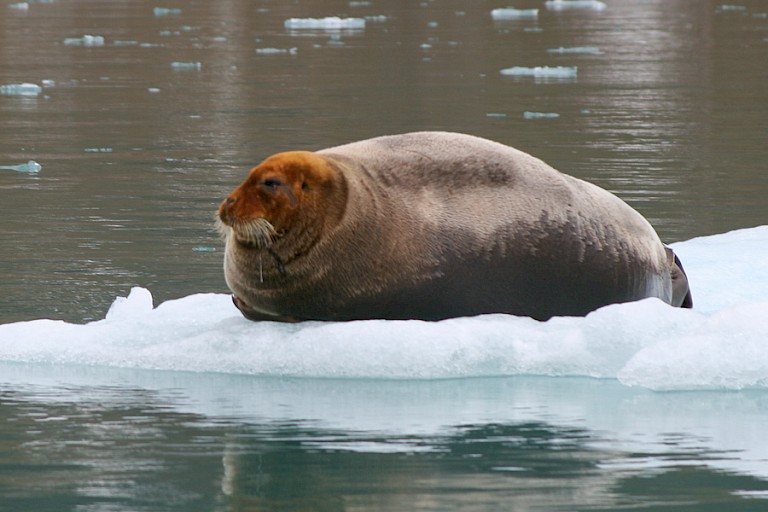 Baardrob op het ijs, 14e-Julifjord, Spitsbergen