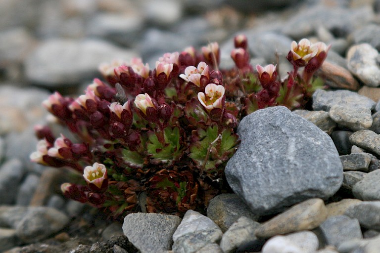 Groenlandse steenbreek, Spitsbergen.