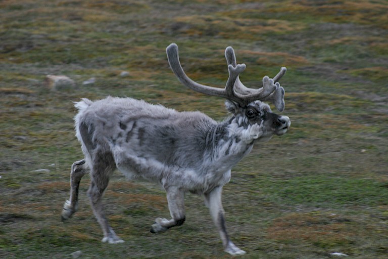 Spitsbergen rendier in de rui.