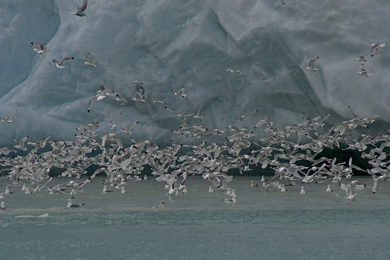 Vlucht Drieteenmeeuwen aan bij een gletsjerfront.