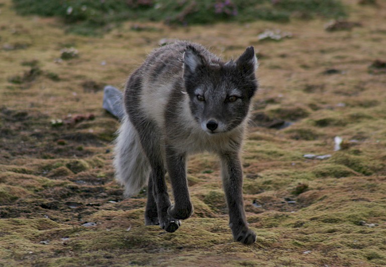 Poolvos op de toendra, Spitsbergen