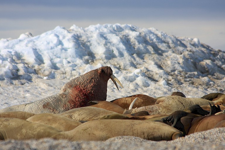 Walrussen in de Wahlenbergfjord (Nordaustlandet), Spitsbergen