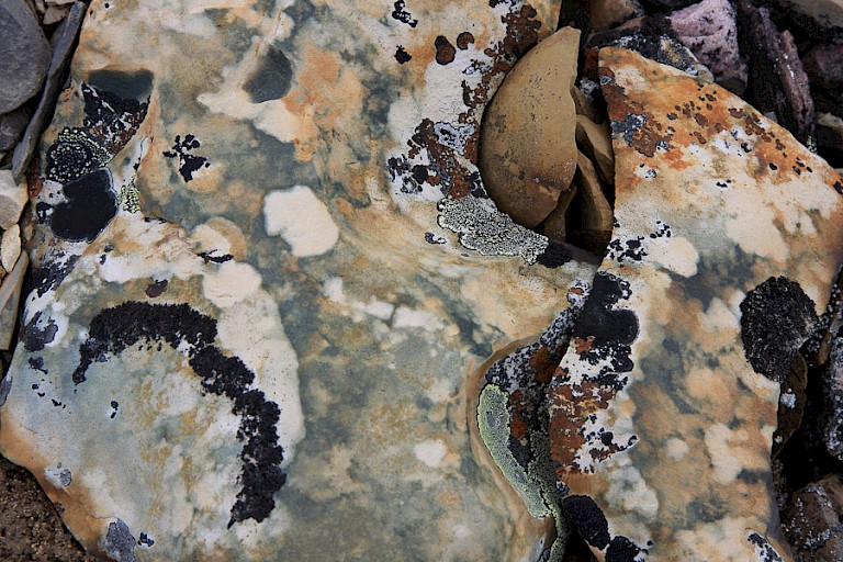 Kleurrijk gesteente met korstmossen op Nordaustlandet, Spitsbergen.