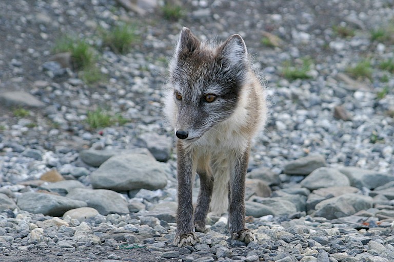 Poolvos in Longyearbyen, Spitsbergen.