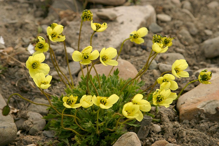Spitsbergen papaver.