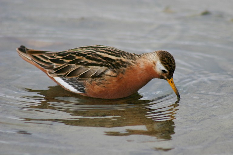 Rosse Franjepoot aan het strand van Gåshamna, Hornsund, Spitsbergen.