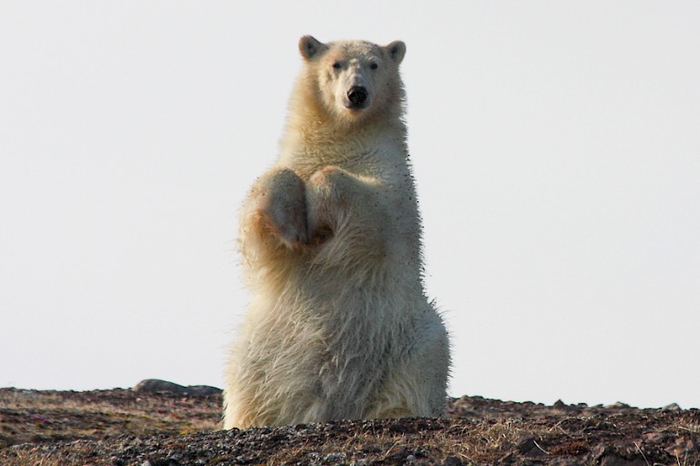 Nieuwsgierige ijsbeer op het land, Spitsbergen.