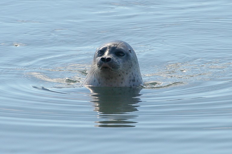 Gewone zeehond, Spitsbergen.