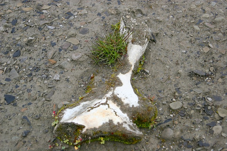 Walvisbotten op Edgeøya.