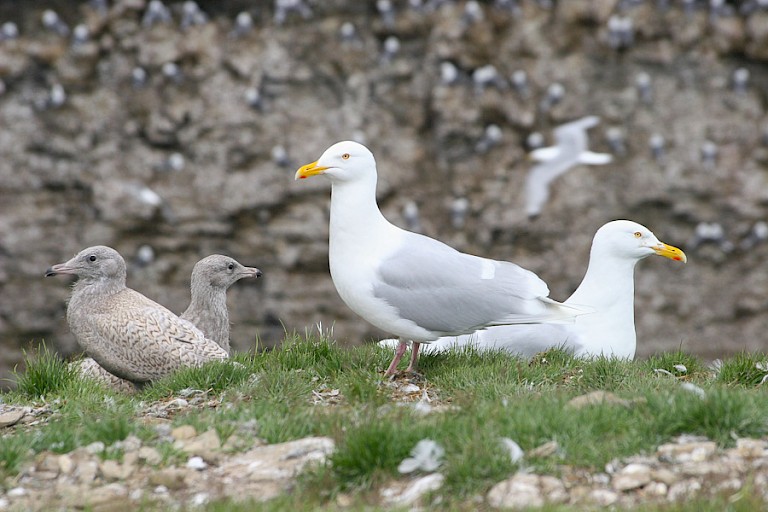Grote burgemeesterpaar met kuikens leven op de rand bij de kloof met Drieteenmeeuwen.