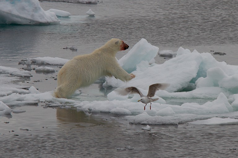 IJsbeer op het ijs ten zuiden van Kong Karls Land, Spitsbergen.