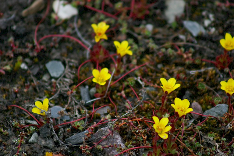 Spinneplant of Spinnesteenbreek.