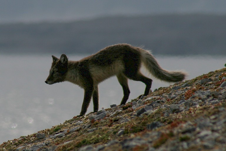 Poolvos bij Gnålberget.