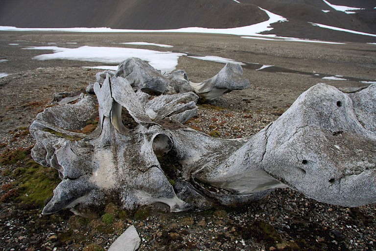 Walvisskelet in Hornsund.