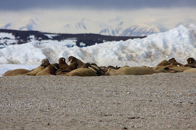 Walrussen op Nordauslandet.