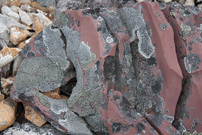 Old Red-gesteente met korstmossen, Nordauslandet, Spitsbergen.