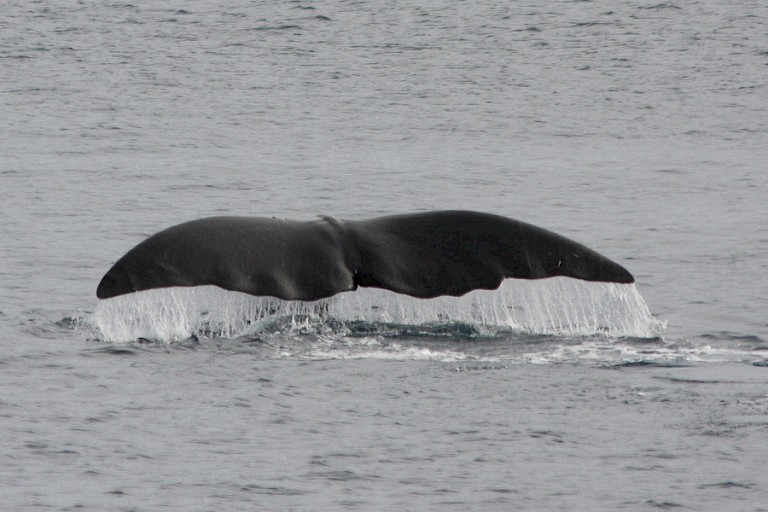 Onderduikende Groenlandse walvis, Spitsbergen.