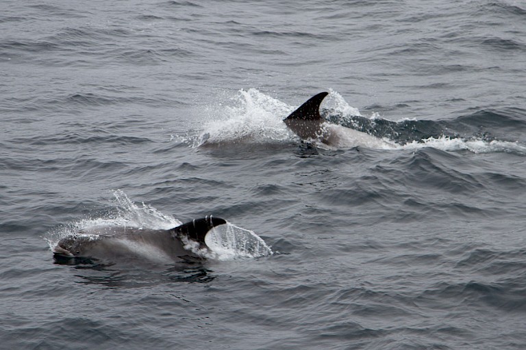 Onderweg op zee kunnen dolfijnen opduiken bij het schip.