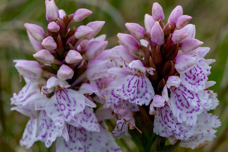 De Gevlekte orchis bloeit op veel plaatsen op de Færøer.