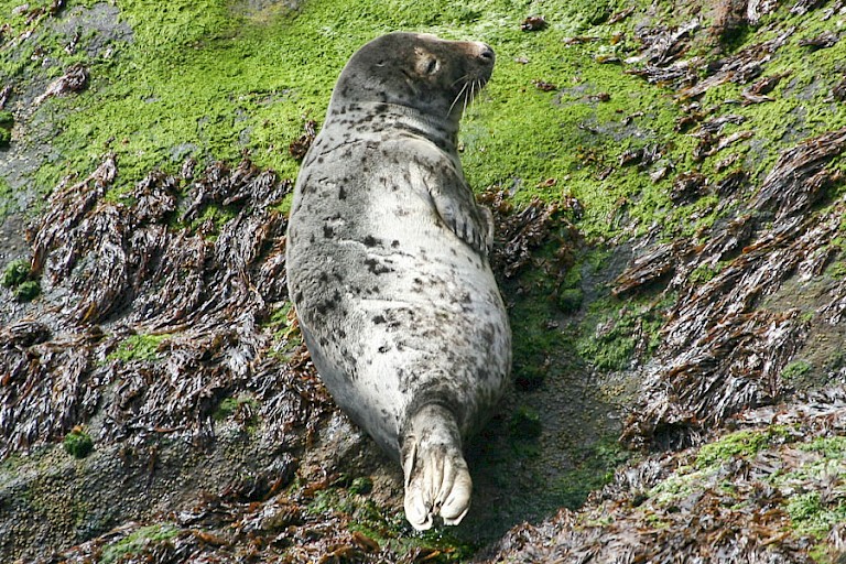 Een Gewone zeehond ligt te zonnebaden langs de kust.