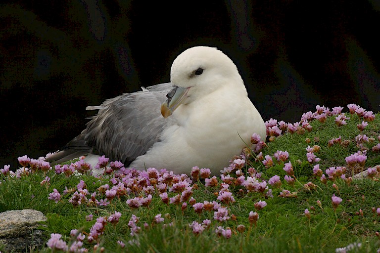 Noordse stormvogel met Engels gras op de Schotse Eilanden.
