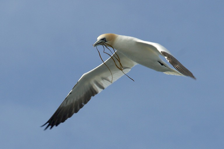 Jan-van-gent met nestmateriaal.