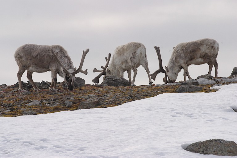 Rendieren op de nog met sneeuw bedekte toendra.