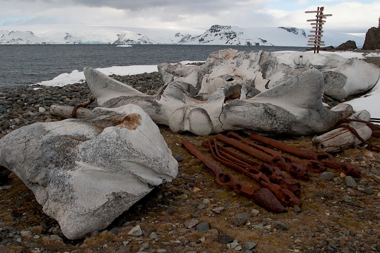 Overblijfselen van de walvisvaart op King George.