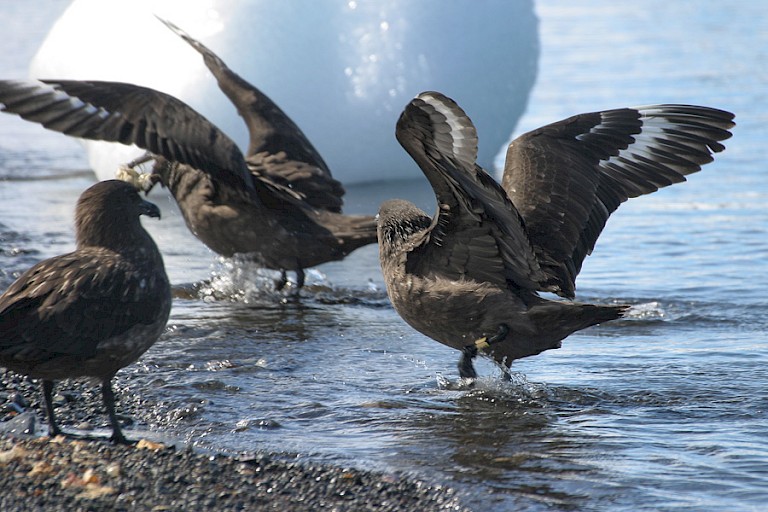 Zuidpooljagers op het strand.