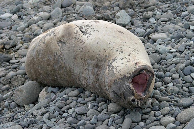 Zeeolifant luiert op het kiezelstrand van King George.