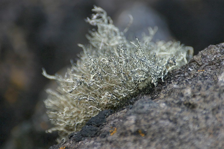 Mos groeit op de stenen van King George.