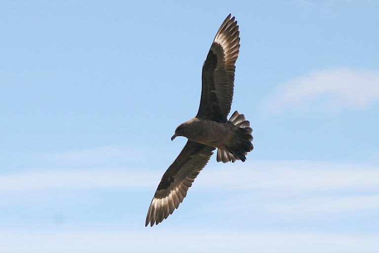 Subantarctische grote jager bij de South Shetlandeilanden.