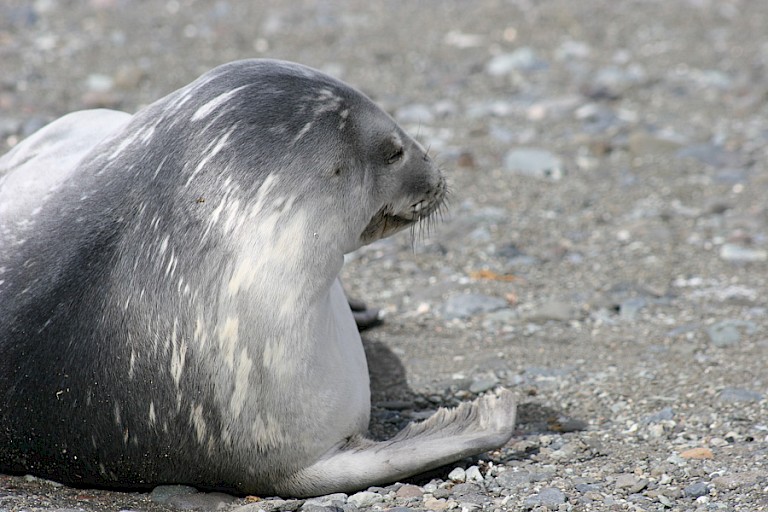Weddellzeehond.