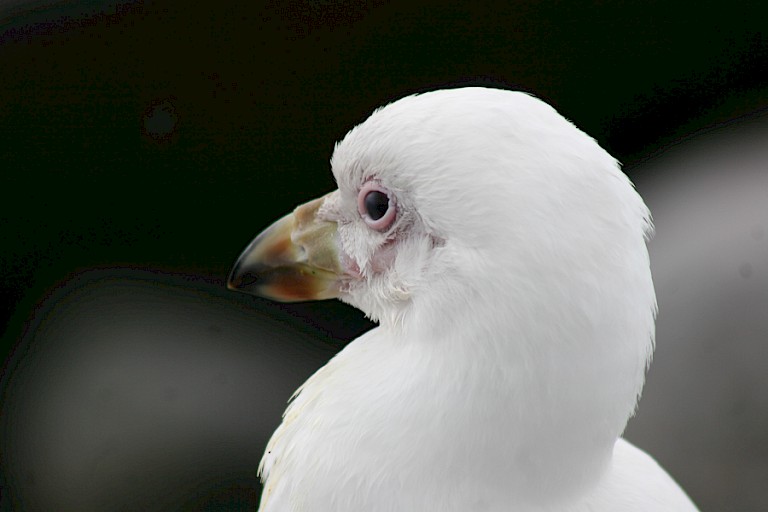 Close-up van een Zuidpoolkip.