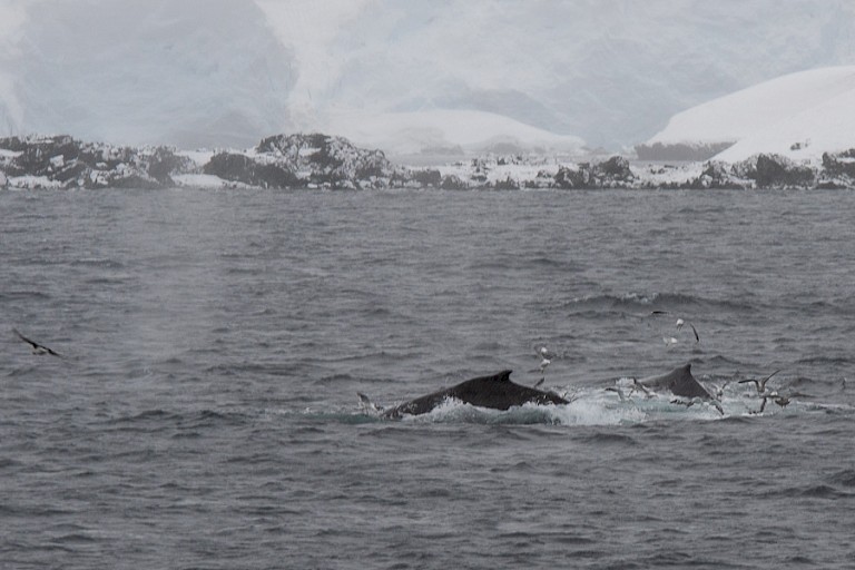 Drie Bultruggen in Straat Gerlache.