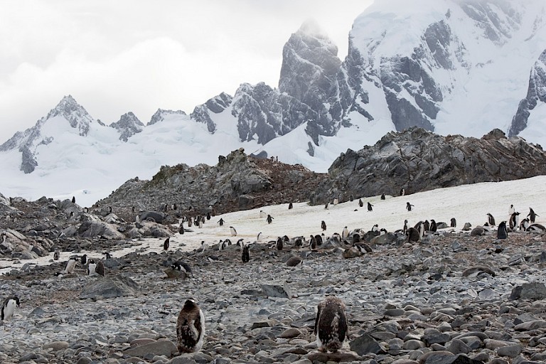 Ezelspinguïns op Cuverville, Antarctisch Schiereiland.