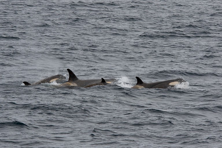 Groep Orka's op jacht.