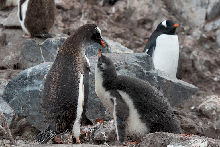 Om voedsel bedelend kuiken, Ezelspinguïns.