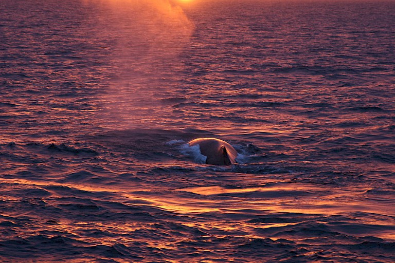 Bultrug tijdens zonsondergang.