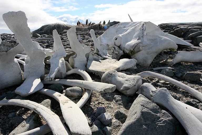 Walvisskelet op Jougla Point.